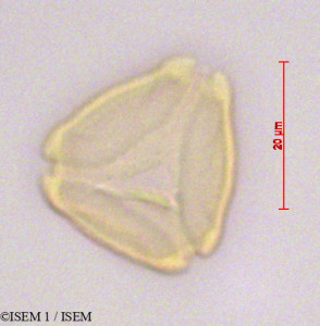 ISEM 1/Syzygium_jambos_28635/Syzygium_jambos_28635_0001(copy)_thumb.jpg